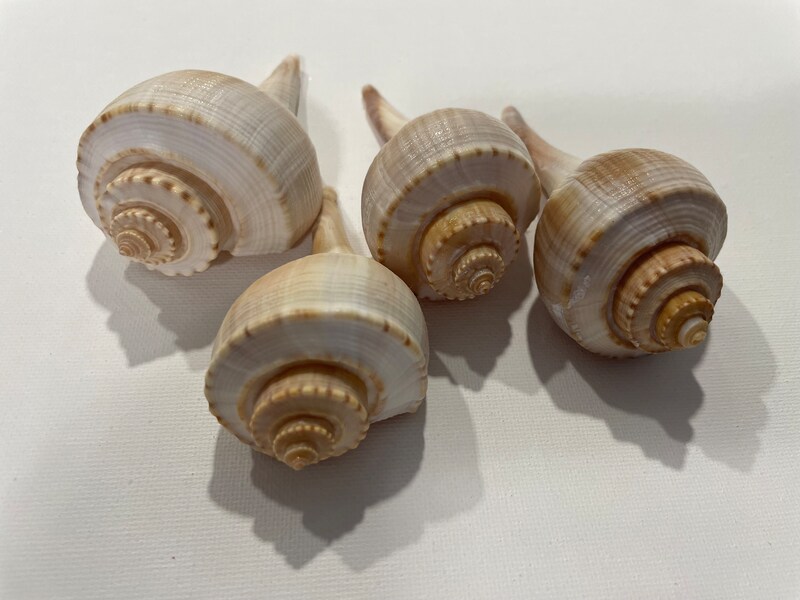 4 pcs.  Atlantic Whelk Sea Shell . Ocean shells. Decor for marine aquariums, interiors, shell showcases. shells for home, large shells.